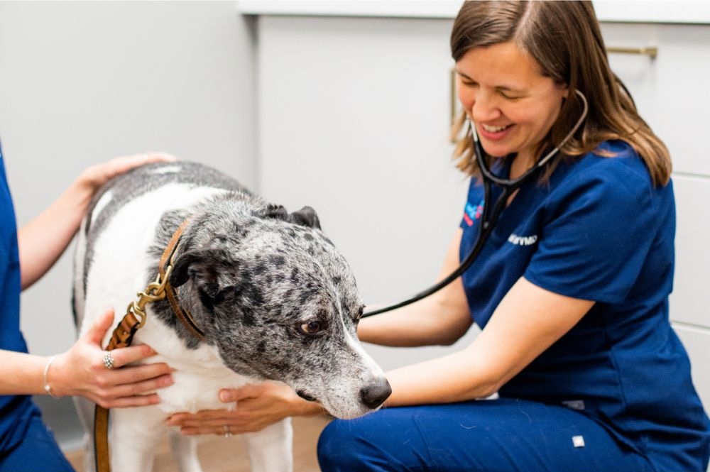 Veterinary Staff examining a dog
