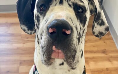 What To Know About Pet Insurance